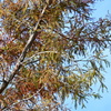 Leaves I 2-4-25
