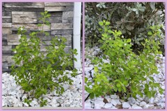 My Lantana bushes 6-5-25