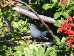 Gray Catbird II 1-18-23