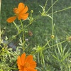 Sulfur Cosmos 8-6-23