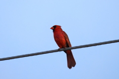 Handsome 3-29-23