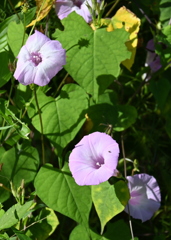 Tievine 10-8-25