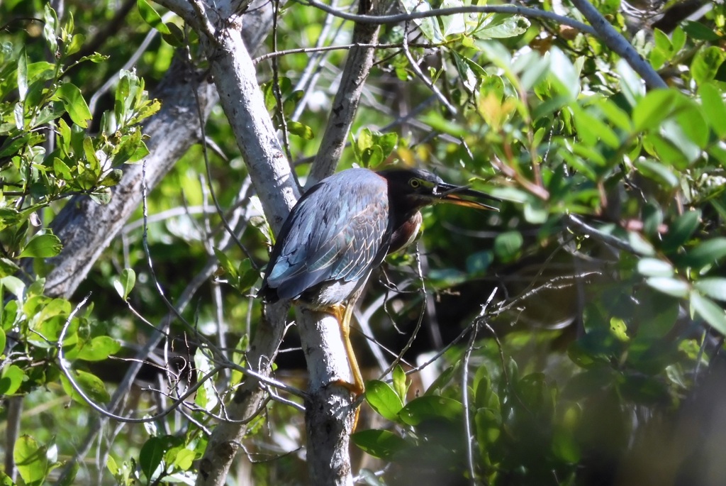 Butorides virescens 6-26-25