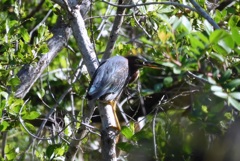 Butorides virescens 6-26-25