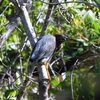 Butorides virescens 6-26-25