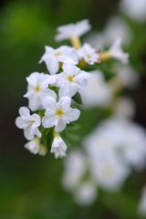 Pineland Heliotrope 6-5-25