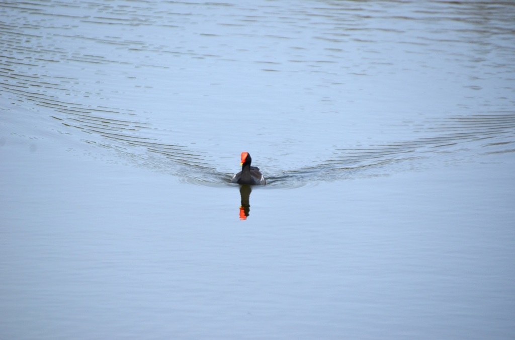 Common Gallinule Swimming I 3-5-24