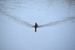 Common Gallinule Swimming I 3-5-24
