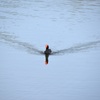 Common Gallinule Swimming I 3-5-24
