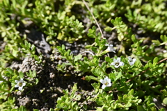 Water Hyssop 6-26-25