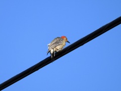 Red-bellied Woodpecker 10-5-23