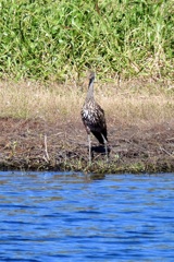 Limpkin 10-15-25