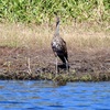 Limpkin 10-15-25