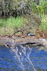 A Tricolored Heron Landing by.. 10-15-25
