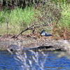 A Tricolored Heron Landing by.. 10-15-25