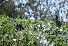 Florida Cormorant Families 1-30-26