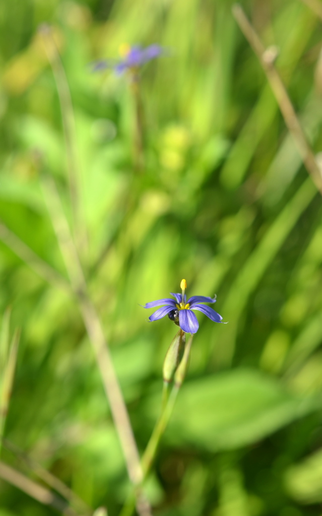 Blue Eyed Grass IX 2-9-23