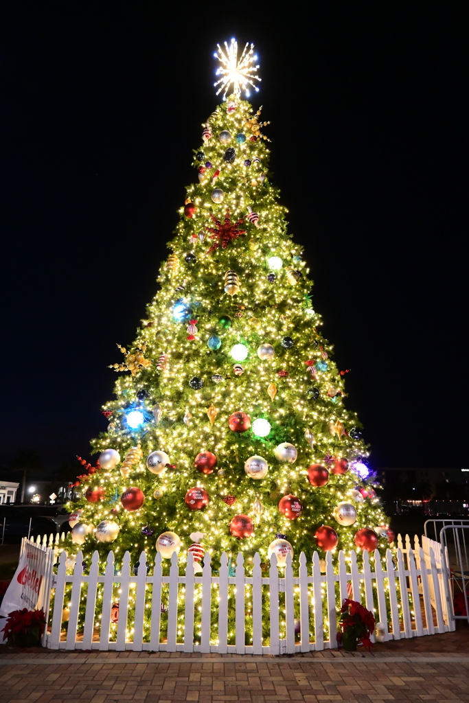 今年は一番きれいかも　12-6-25