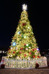 今年は一番きれいかも　12-6-25