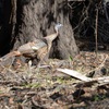 Wild Turkey 1-2-23