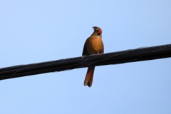 Female Northern Cardinal 9-28-23