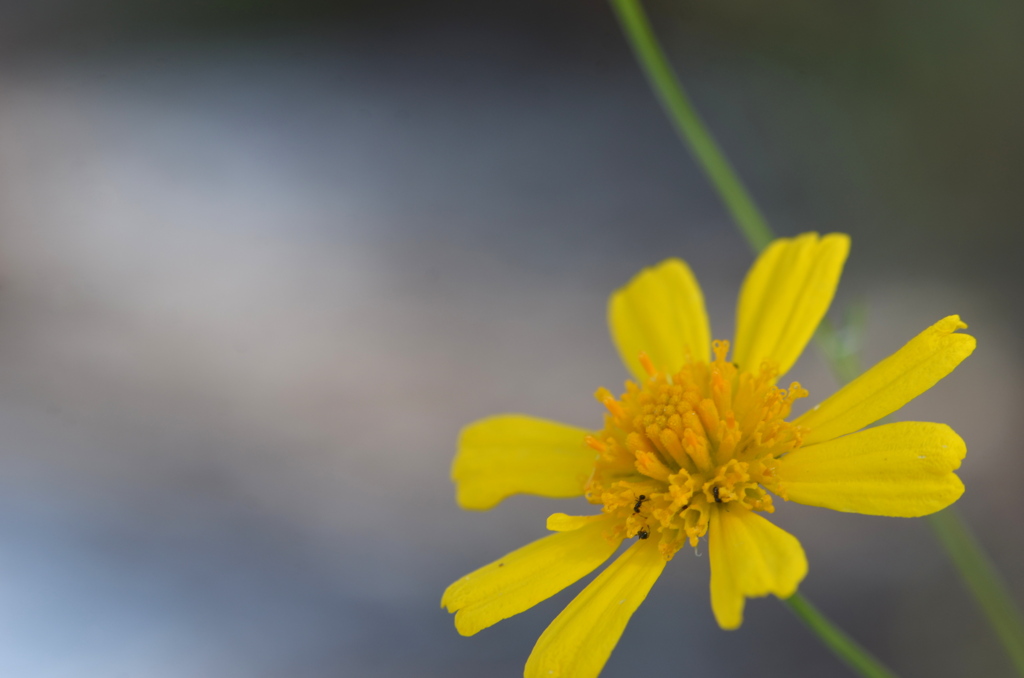 Coastalplain Honeycombhead III 1-4-23