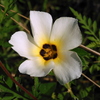 Turnera subulata 8-6-23