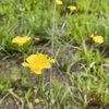 Pitted Stripeseed I 8-3-23