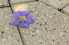 Blue Skyflower 7-17-25