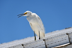 Snowy Egret No2 3-26-25