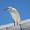 Snowy Egret No2 3-26-25