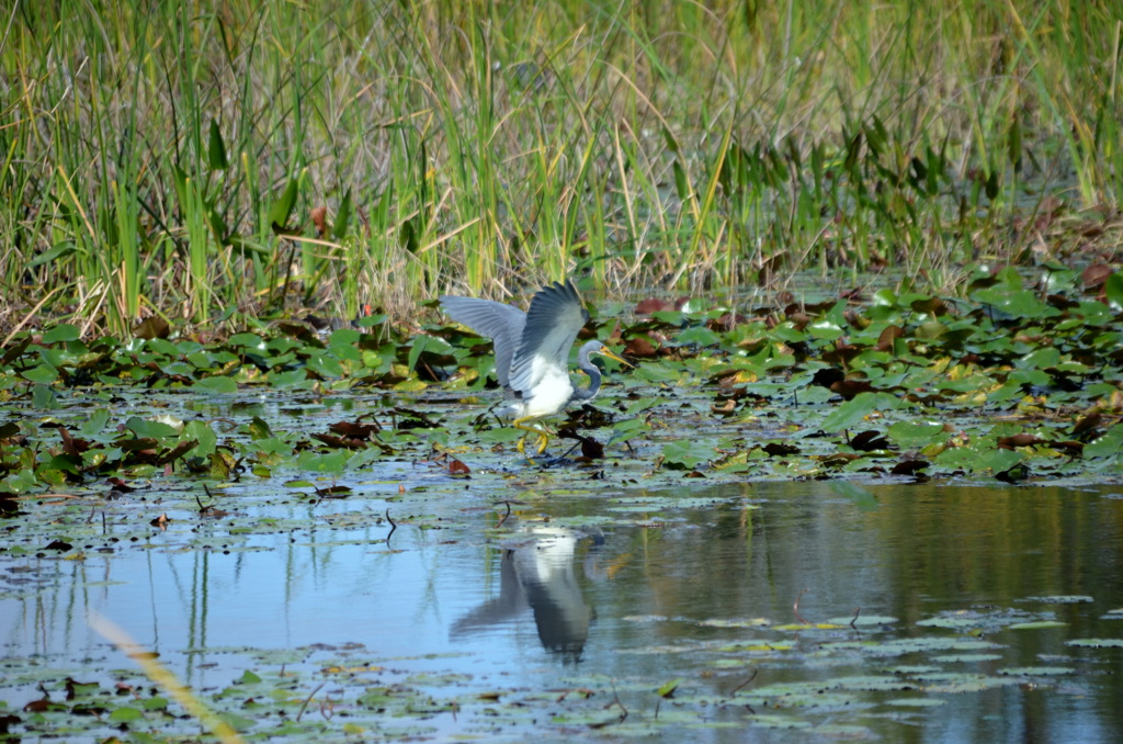Tricolor Heron 1 12-13-22