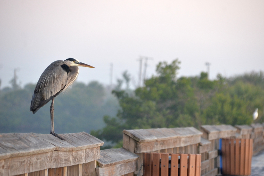 Great Blue Heron 1-1-24