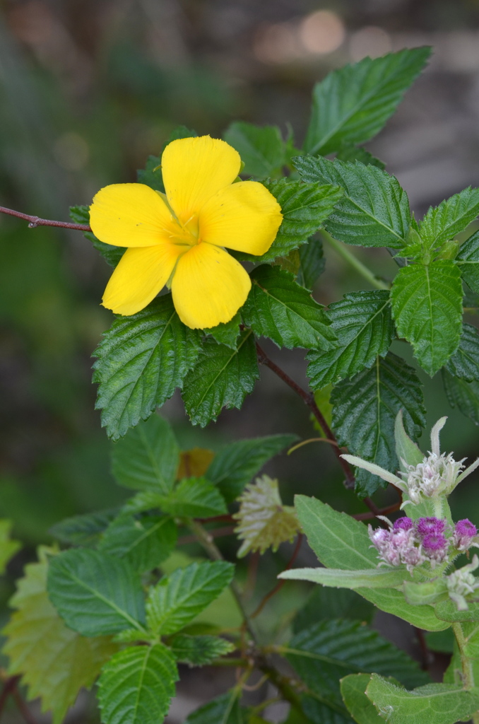 Yellow Alder and Rosy Camphorweed 5-4-23