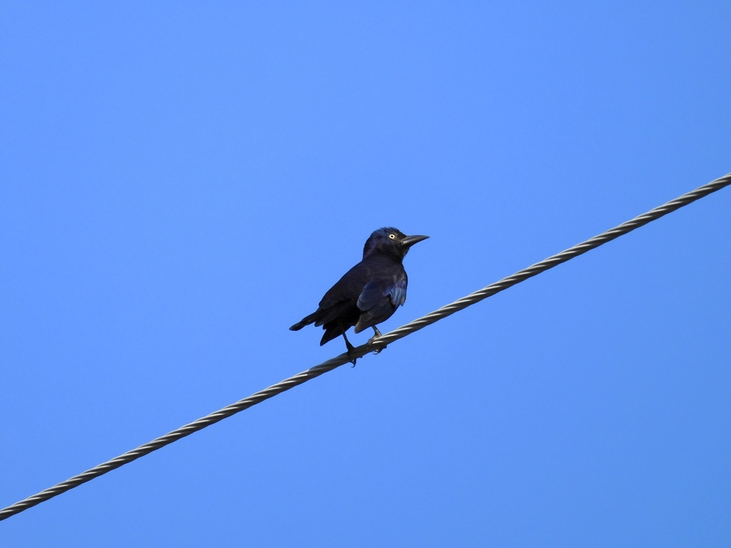 Common Grackle III 10-15-23