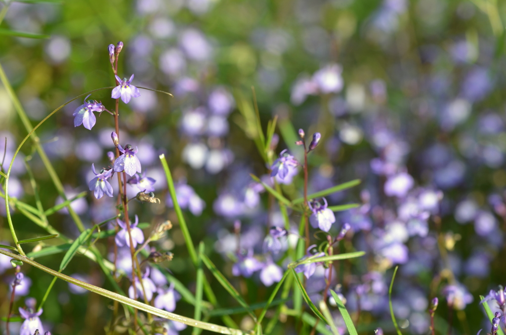 BAY LOBELIA III 3-1-25
