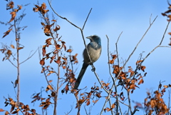 Little Blue 11-8-24