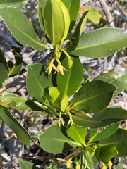 Red Mangrove IV 5-10-23