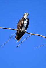 Looking Regal 9-24-25
