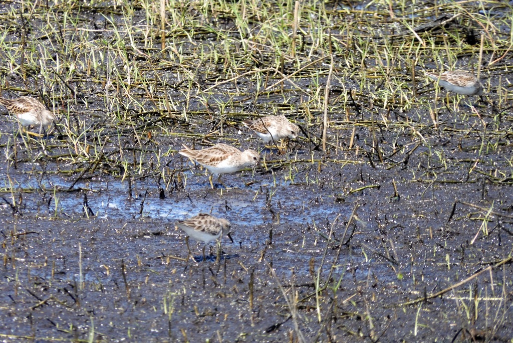 Least Sandpipers 10-15-25