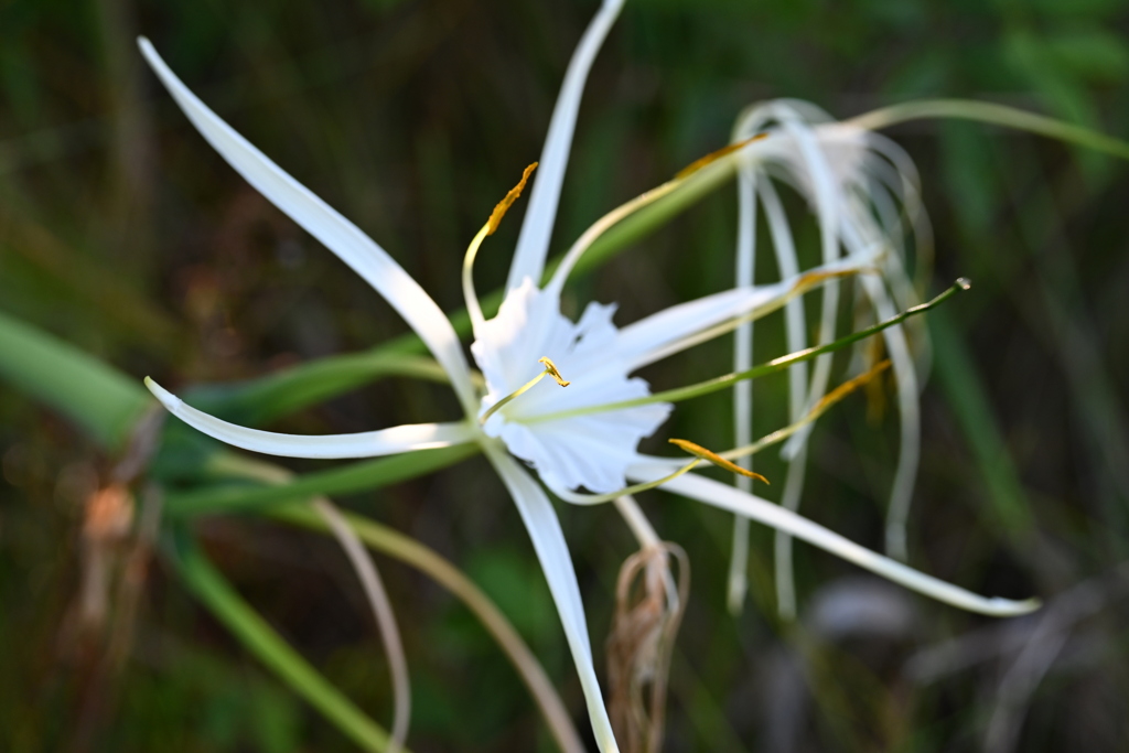 Stamen I 8-30-25