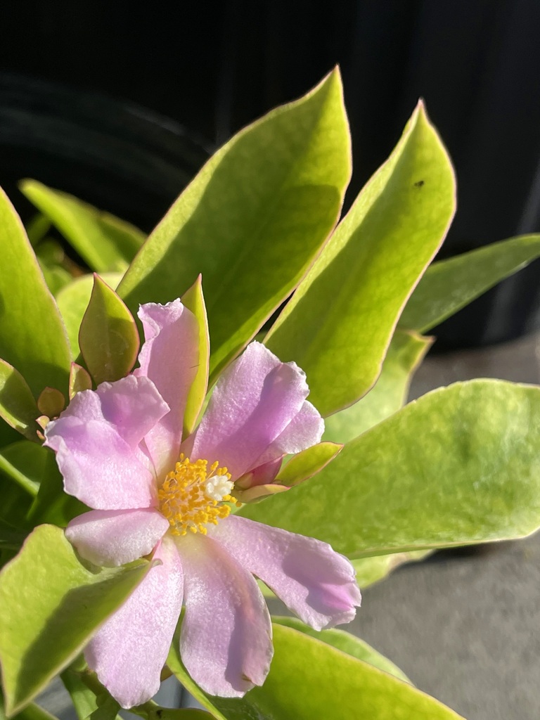 Rose Cactus 1-31-23