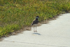 Killdeer I 7-16-23