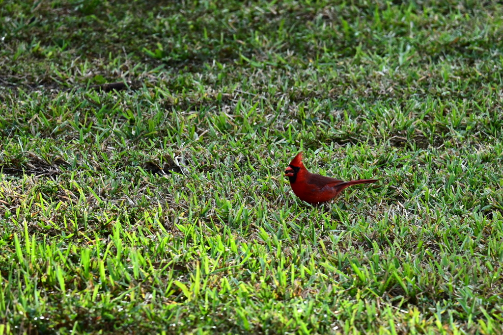 Northern Cardinal 10-27-24