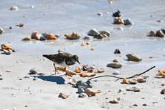 Ruddy Turnstone I 11-26-24