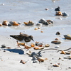 Ruddy Turnstone I 11-26-24