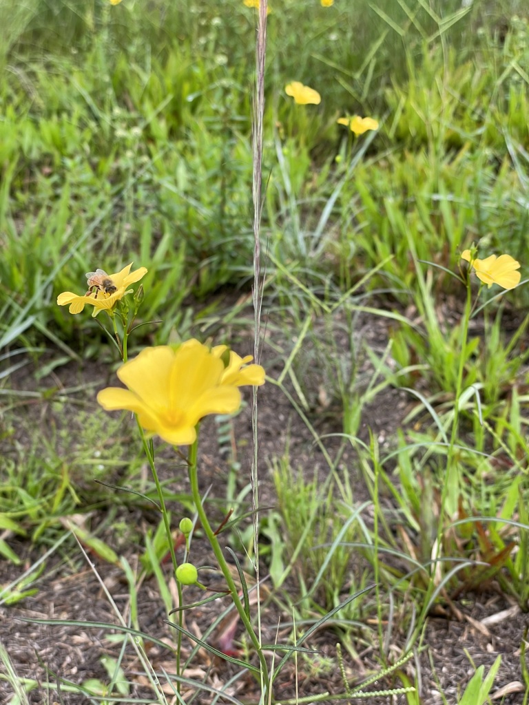 A Bee 8-3-23