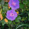 Morning Glories I 4-6-23