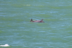 Dolphins 3-26-25