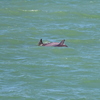 Dolphins 3-26-25